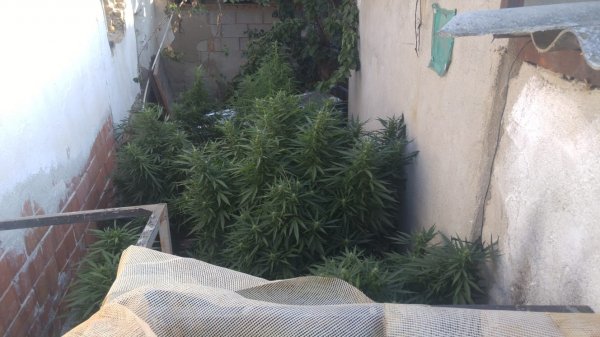 Akhisar'da uyuşturucu operasyonu