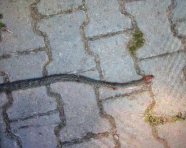 Zonguldak'ta 4 yaşındaki çocuğa yılan saldırdı