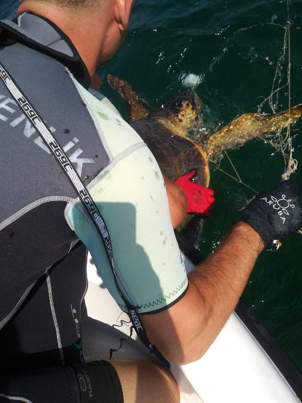 Ağa takılan caretta carettayı Sahil Güvenlik kurtardı