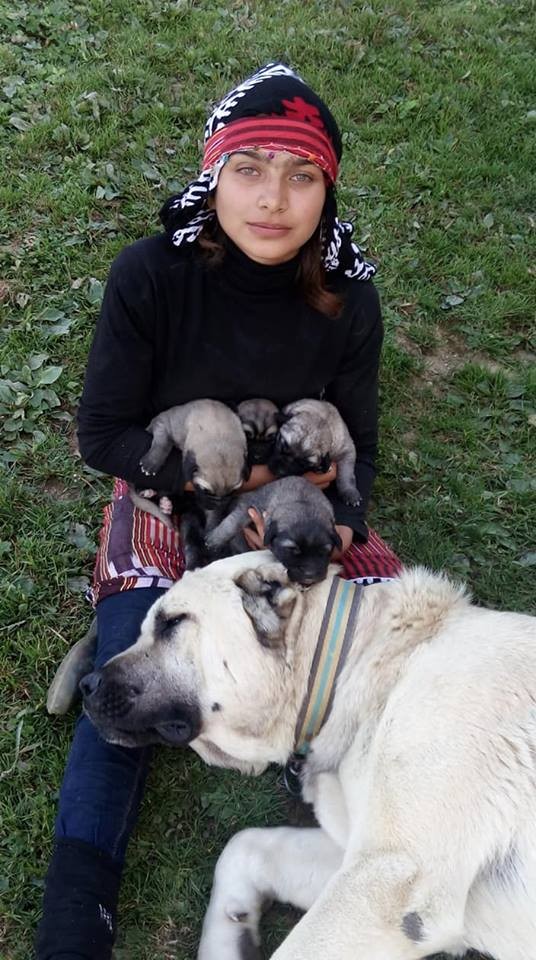 Keçiyi sırtında taşıyan Sena'nın köpekleri annesiz kaldı