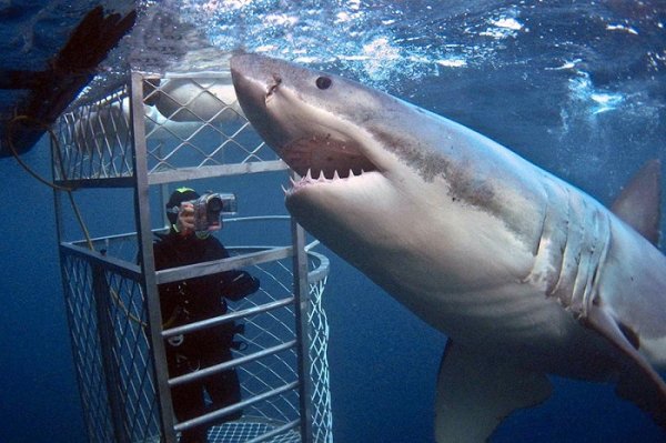 Köpek balığı kafes dalışı için dünyanın en iyi yerleri