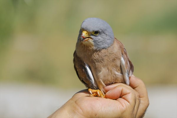 Van'da tedavi edilen 35 kuş doğaya bırakıldı
