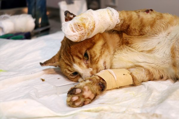 Yakılmış halde bulunan sokak kedisinin bir bacağı kesildi