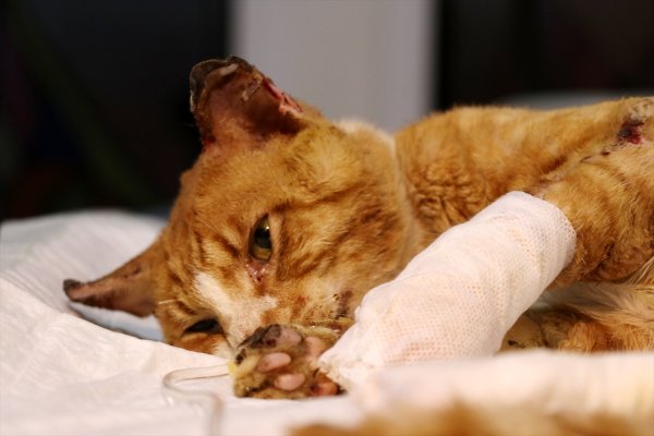 Yakılmış halde bulunan sokak kedisinin bir bacağı kesildi