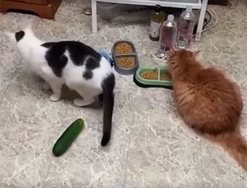 salataliktan-korkan-kediler-kahkahaya-bogdu