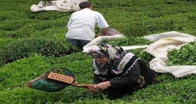 2016-yilinda-1-milyon-299-bin-ton-yas-cay-uretildi