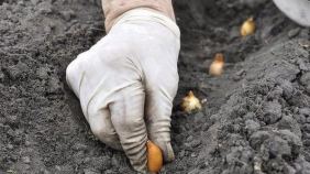 bir-dis-sarimsagi-topraga-gomun-ve-bekleyin