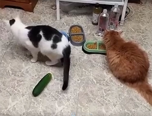 Salatalıktan korkan kediler kahkahaya boğdu