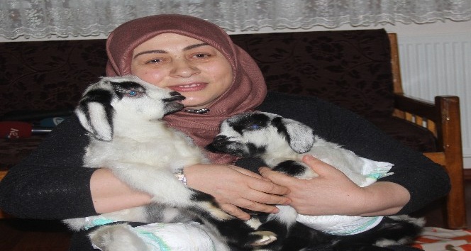 Yavru kuzuları evinde besliyor
