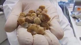 kanserin-kokunu-kaziyor