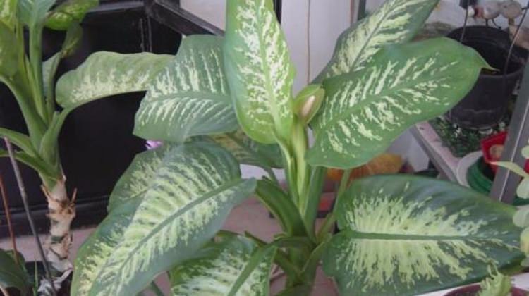 Hemen herkesin evinde var! Ancak çok tehlikeli…