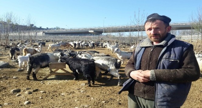 Her şey 6 yıl önce 60 küçükbaş hayvan ile başladı