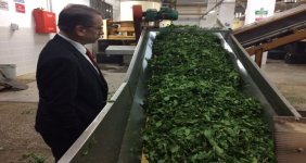 caykur-3-haftada-ureticiden-64-bin-300-ton-yas-cay-aldi