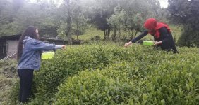 rize-de-beyaz-cay-hasadi-basladi