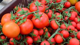 domatesin-fiyati-neden-bu-kadar-yukseldi