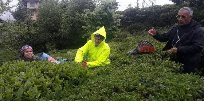Rize’de yaş çay hasadına başlandı