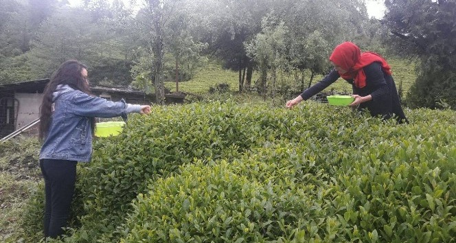 Rize’de beyaz çay hasadı başladı