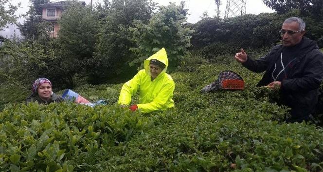 Rize’de yaş çay hasadına başlandı