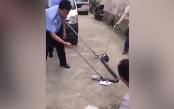 aracindan-3-metrelik-kral-kobra-cikti