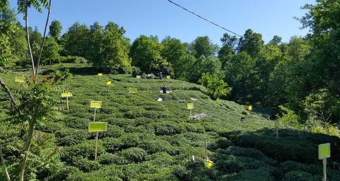 Çay ve kivi tarımının düşmanı zararlı kelebekle biyoteknik mücadele başlatıldı