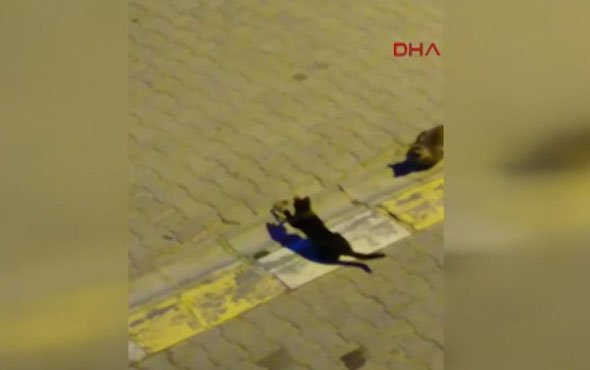 kedinin-yilanla-olumcul-mucadelesi