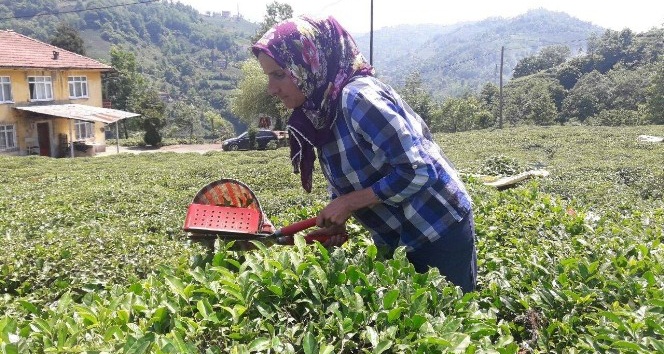 ramazan-ayinda-gunesin-altinda-cay-topluyorlar
