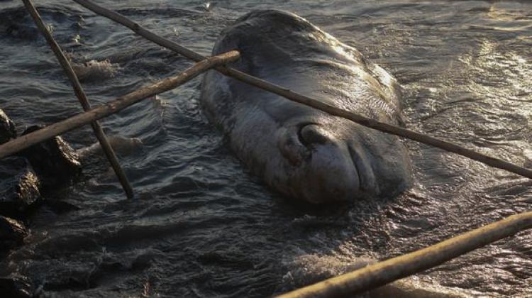 tam-12-metrelik-dev-hatay-da-kiyiya-vurdu