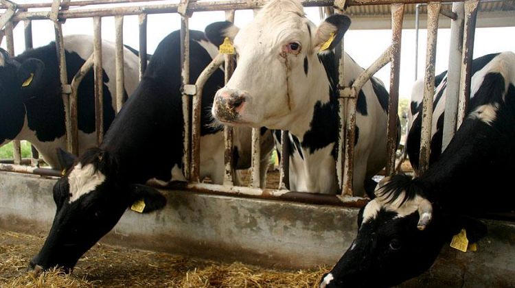 kurbanlik-fiyatlariyla-ilgili-onemli-aciklama