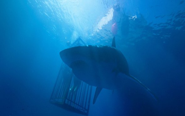 denizde-dehset-filmi-fragmani-sinemalarda-bu-hafta