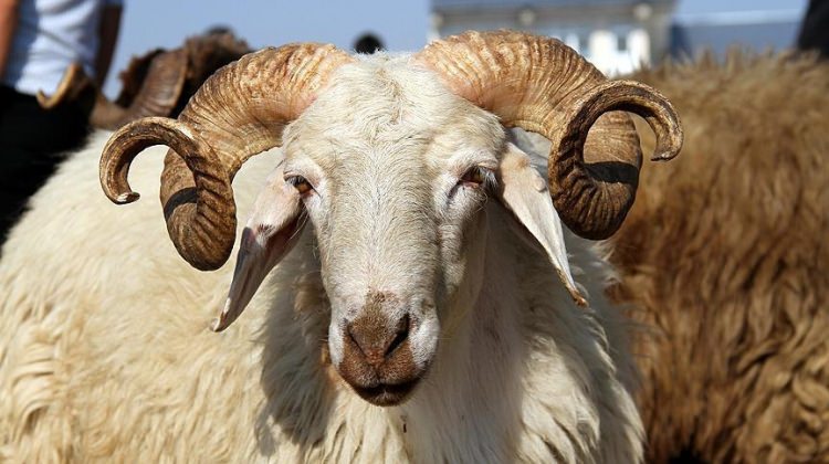 kucukbas-kurbanliklar-kac-para