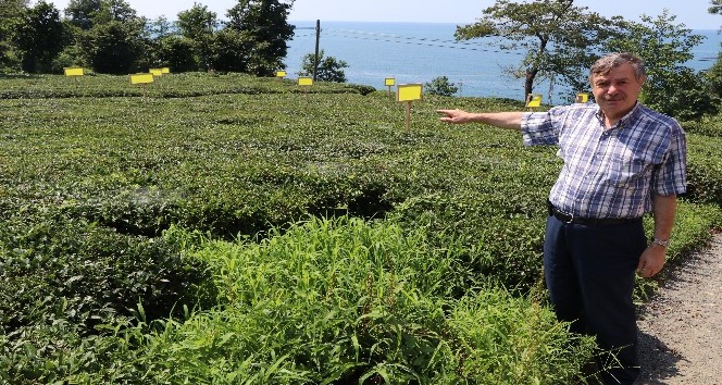 Rize’de Zararlı kelebeklere tuzak kurdular