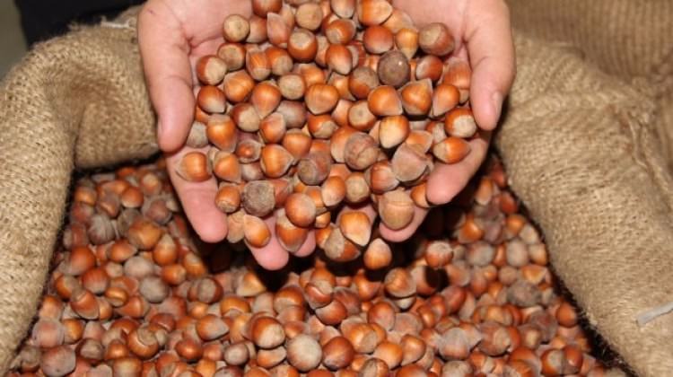 Yağmur, fındık üreticisini endişelendiriyor