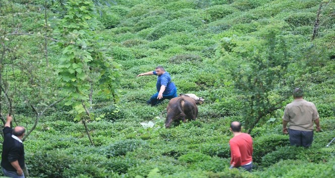 rize-de-800-kiloluk-boga-onune-geleni-kovaladi