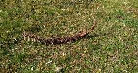 90 santimetre boyundaki iskelet yaylacıları korkuttu