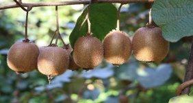 rize-de-kivi-hasadi-basladi