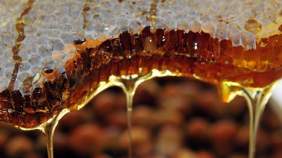 Osmanlı'da şifahanelerde bu bal kullanılıyormuş