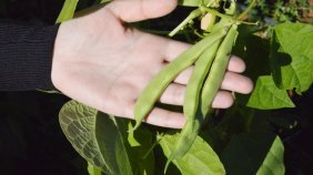 Soğuğa dayanıklı fasulye geliştirildi!