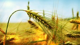 Bilecik'te çiftçiler buğday için tarlaya indi