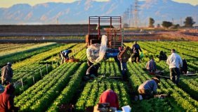 Tarım ÜFE ekimde arttı