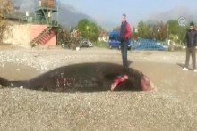 Antalya'da balina kıyıya vurdu! Görenler şaştı kaldı