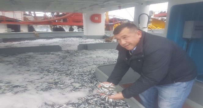 Rize’de Hamsi Bereketi