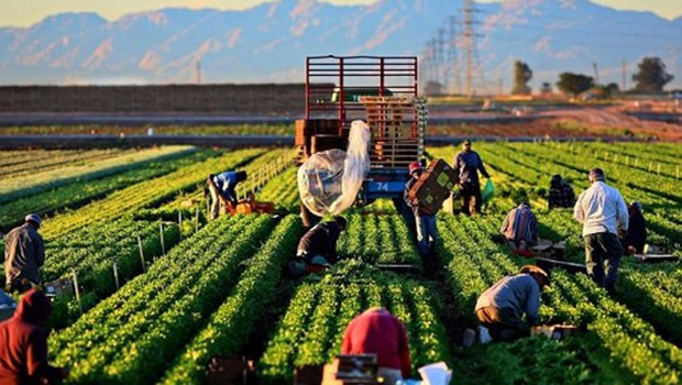 Tarım ÜFE ekimde arttı