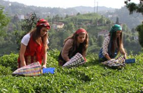Yaş Çay Destekleme Paraları Ne Zaman Ödenecek