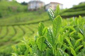 Beyaz Çay Üretimi Talebi Karşılayamadı