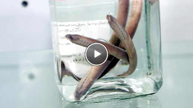 Rize de Solucan Benzeri Yeni Balık Türü Keşfedildi