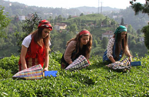 Yaş Çay Destekleme Paraları Ne Zaman Ödenecek