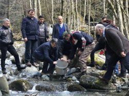 Fırtına Deresine 230 Bin Yavru Alabalık Bırakıldı