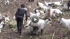 Keçilere Fısıldayan  Adama Sosyal Medyada İlgi