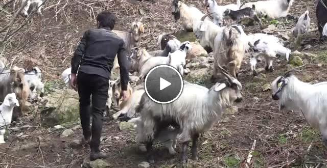 Keçilere Fısıldayan Adama Sosyal Medyada İlgi
