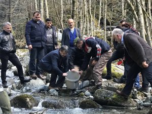 Fırtına Deresine 230 Bin Yavru Alabalık Bırakıldı